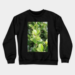 Nature Crewneck Sweatshirt